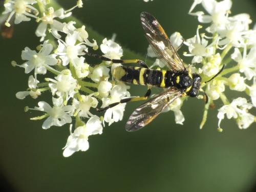 Tenthredo (marginella-thompsoni)